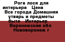 Рога лося для интерьера › Цена ­ 3 300 - Все города Домашняя утварь и предметы быта » Интерьер   . Воронежская обл.,Нововоронеж г.